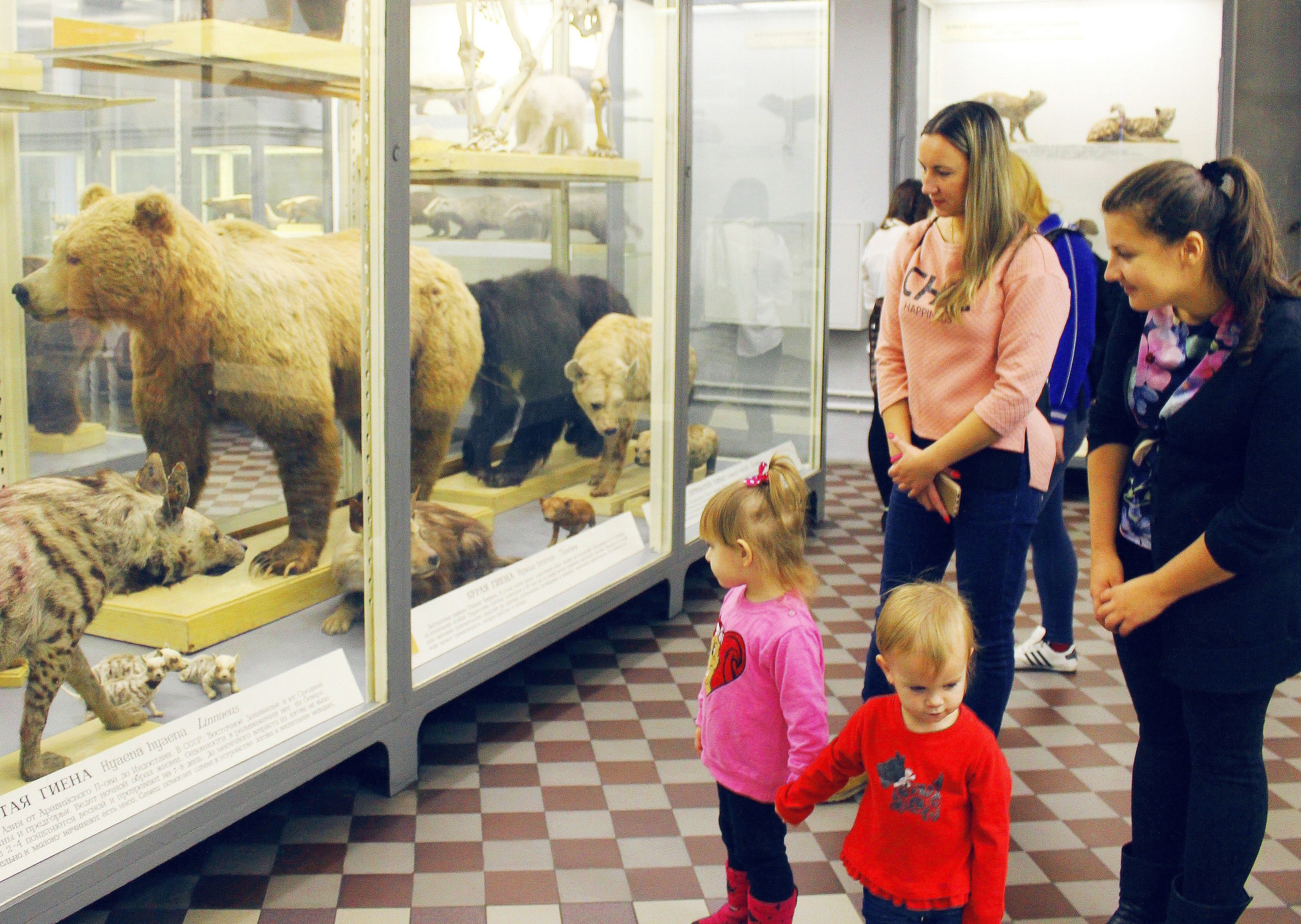 Зоологический музей в Москве экскурсии